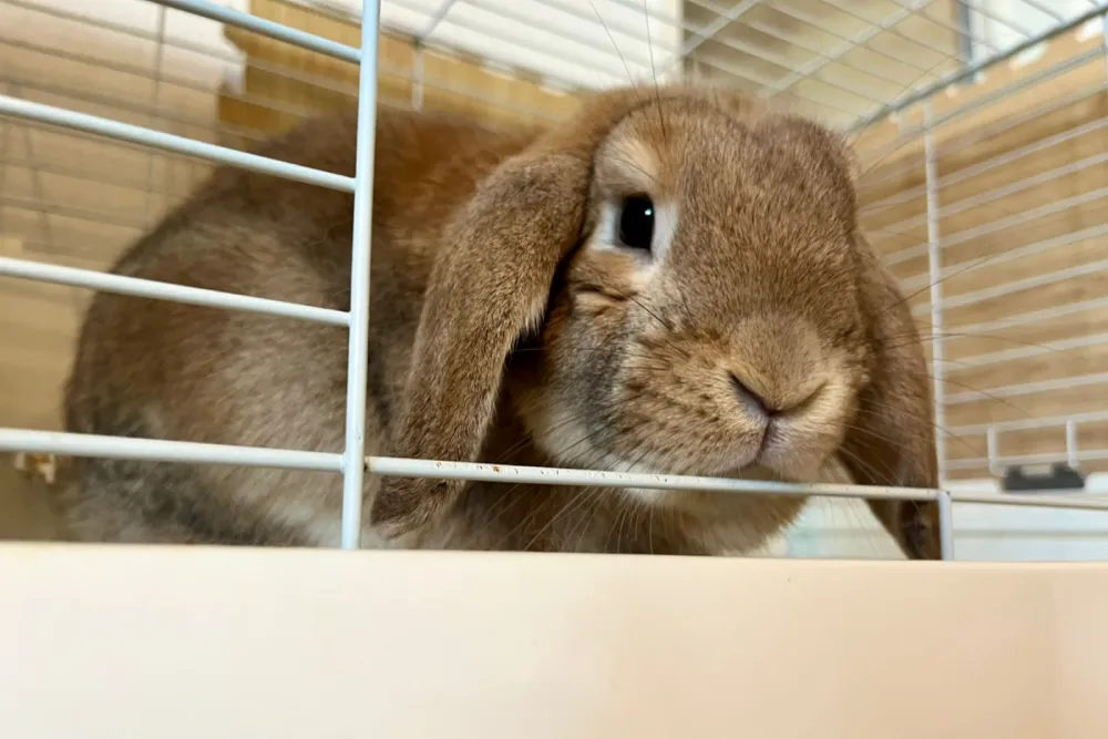 NG行動05｜観葉植物に水槽、ペットも……。癒やし空間の意外な影響