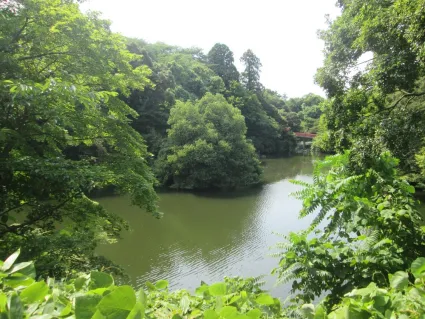 2023年6月時点では、うっそうと生い茂った草木によって城が建っていた土台の地形が隠されている（画像提供：高岡市）