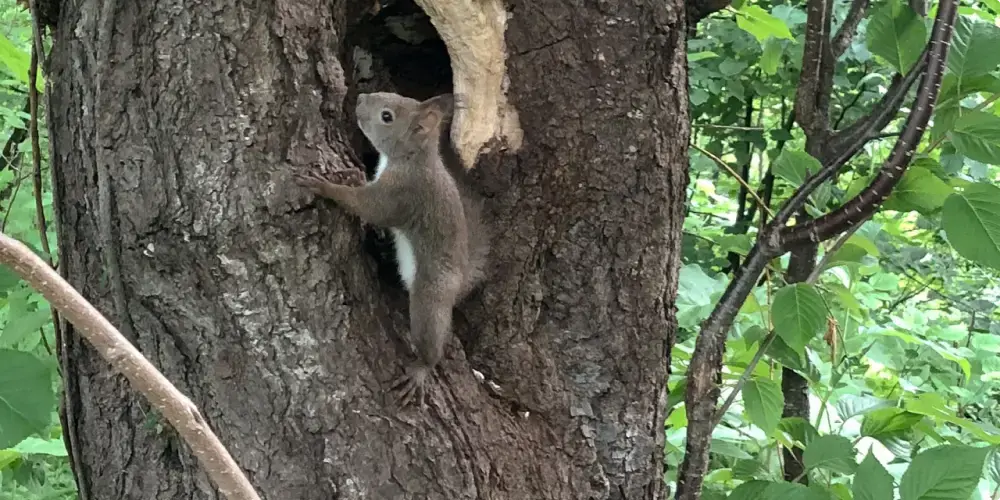 こずえの木で遊ぶエゾリスの姿