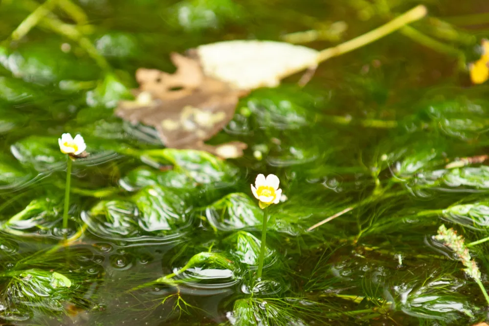 源水からの流れには、冷たい清流でしか見られないバイカモの花が咲いていました