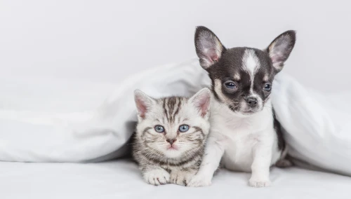 大東建託のケア休暇