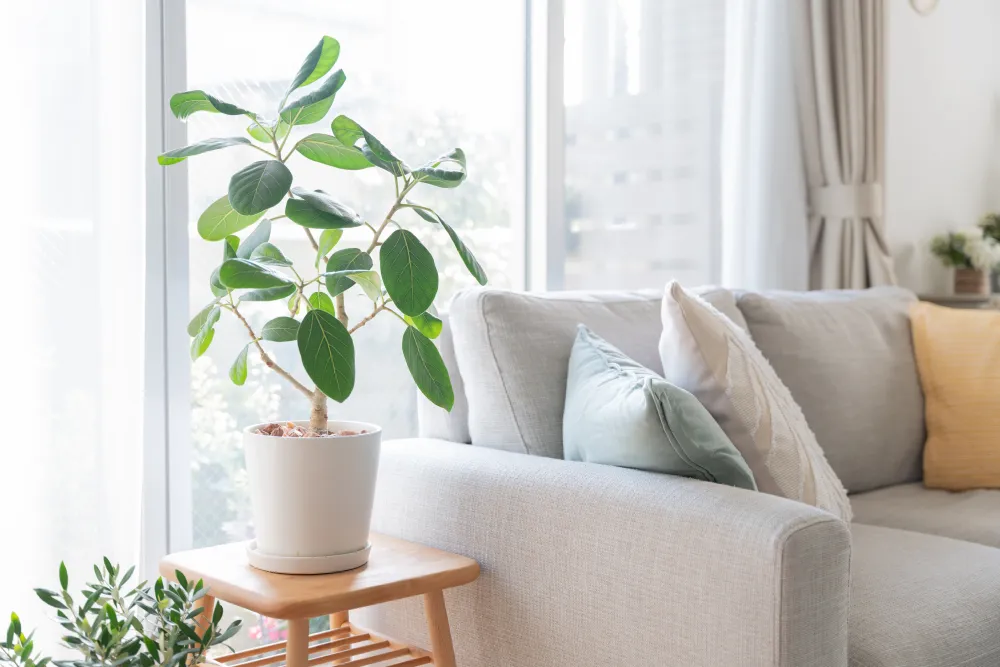 理想的なお部屋の湿度と、乾燥することのデメリットとは