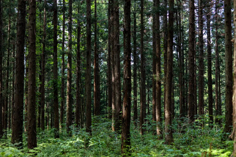 世界的な木材価格の高騰「ウッドショック」とは？