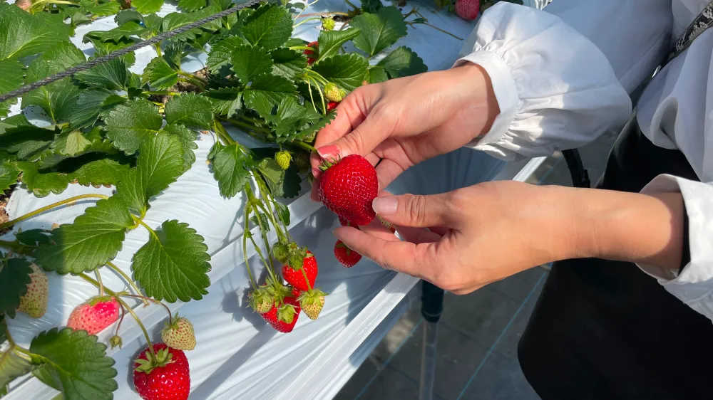 軽井沢ガーデンファーム2:地元住民行きつけ!長野県・軽井沢とっておきのオススメスポット10選