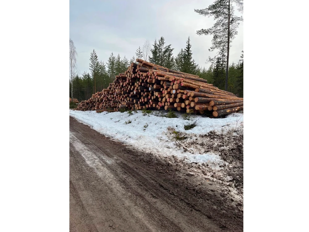 スウェーデンの森林で伐採された丸太
